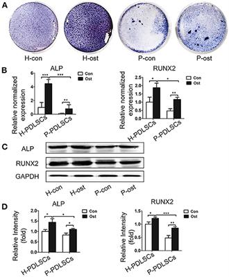 Epithelial Cell Rests of Malassez Provide a Favorable Microenvironment for Ameliorating the Impaired Osteogenic Potential of Human Periodontal Ligament Stem Cells